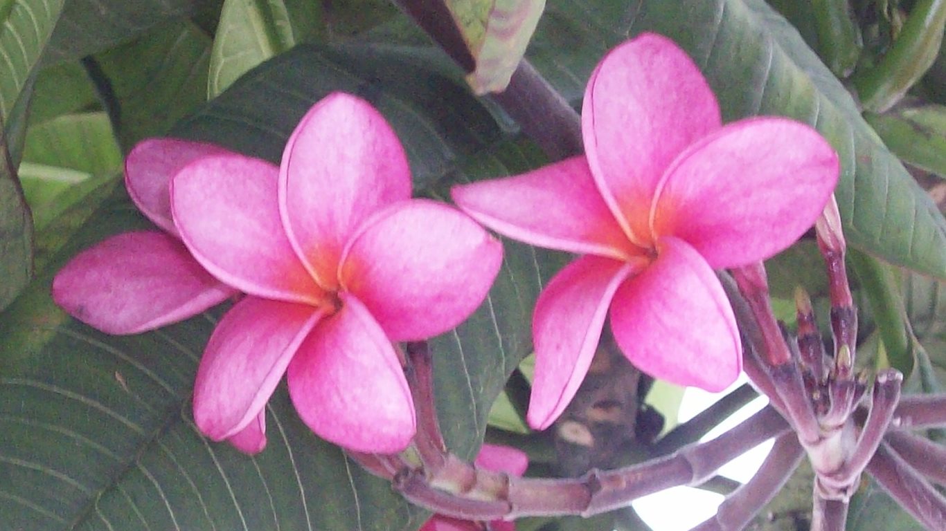 58_pink frangipani_USM_20100518_100_1527C_tobagojo@gmail.com_1366w_768h